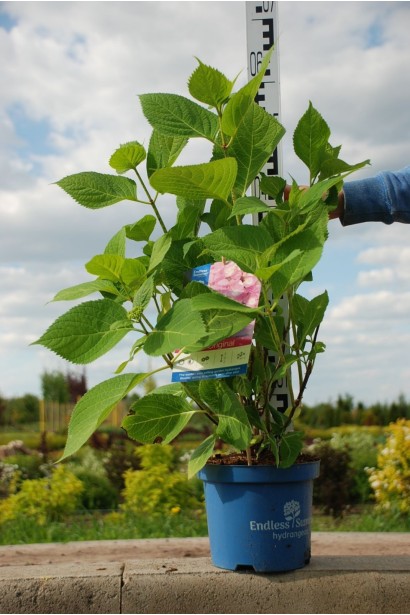 Гортензія садова Ендлесс Саммер Оріджинал - 5л/вис.50-60см/Ø40-50см